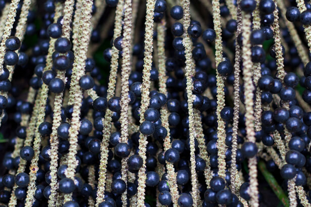 acai fruit