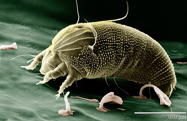 Comment voir si on a des acariens dans un matelas ?