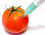 OGM dans tomate