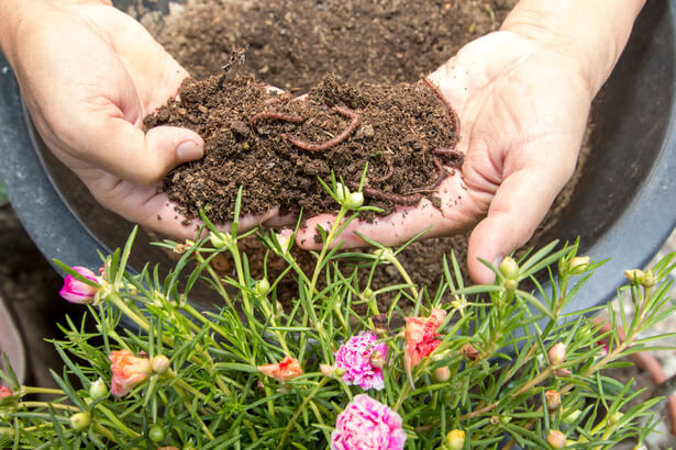 Accélérateur de compost