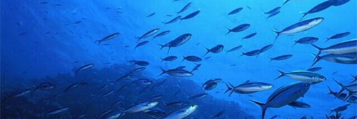 La Méditerranée bientôt vidée de ses poissons ?