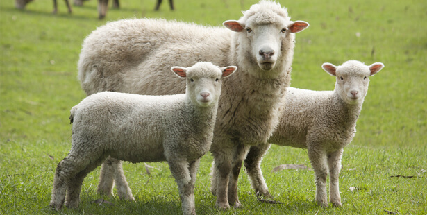 Lait De Chevre Et Brebis Quelle Difference Page 2