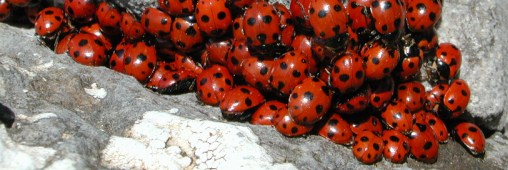 Les coccinelles asiatiques envahissent l'Europe