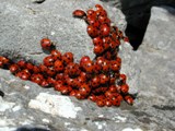 coccinelles.jpg