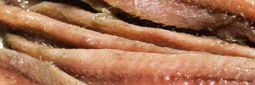 L’anchois, un poisson répandu mais menacé