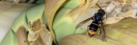 frelo, asiatique, Vespa velutina nigrithorax