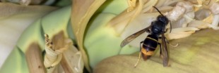 Le frelon asiatique, le prédateur de nos abeilles