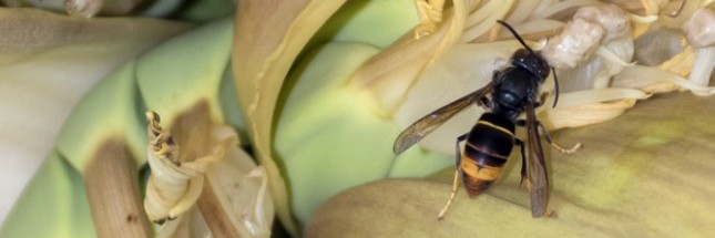 Le frelon asiatique, le prédateur de nos abeilles