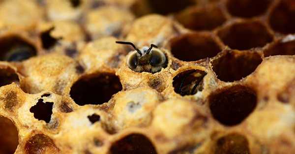 miel-abeilles-fleurs-07