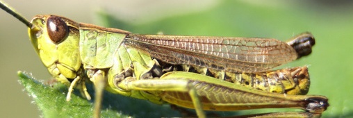 Les insectes qui seront bientôt dans vos assiettes