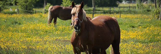 Le Lait De Jument Un Atout Sante Mal Connu