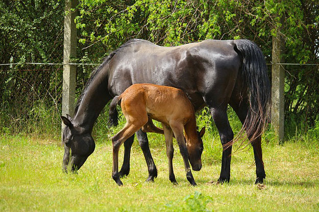Le Lait De Jument Un Atout Sante Mal Connu