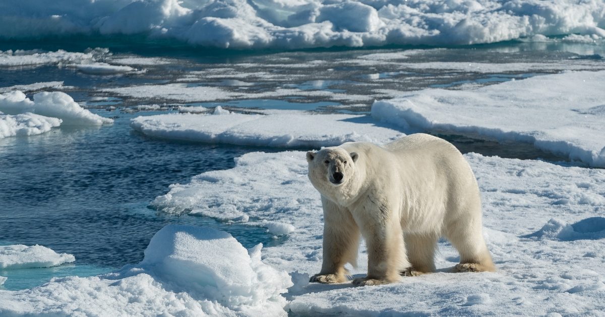Ours polaire : nager pour survivre