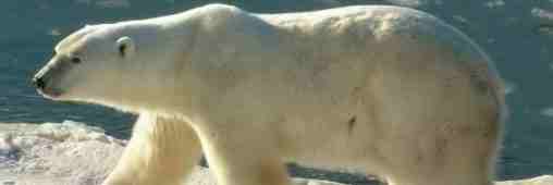 Ours polaire : nager pour survivre