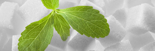 La Stevia : remède naturel contre l’hypertension