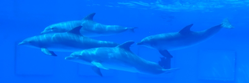 Dire non à la chasse aux dauphins au Japon
