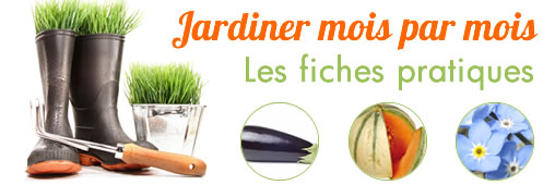 Jardiner l’été : les fiches pratiques