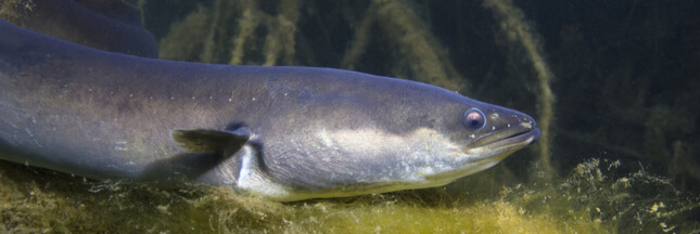 L’anguille, un poisson à éviter