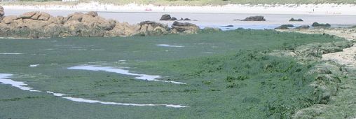 Les algues vertes bretonnes transformées en papier