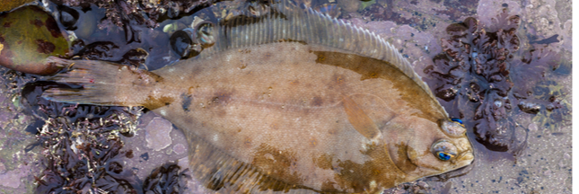 Guide poisson : la limande Guide poisson : la limande