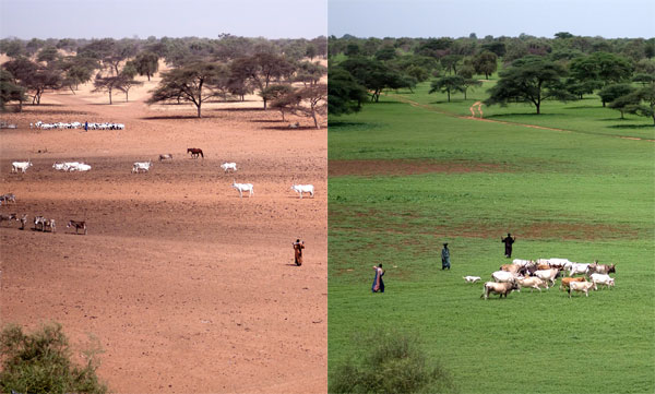 A gauche, la saison sèche aux abords du forage de Widou Thiengoli. A droite, la saison des pluies au même endroit. Ces images montrent que la variabilité climatique annuelle constitue la pression écologique majeure pour les populations habitant la zone sahélienne. Crédit photo : CNRS