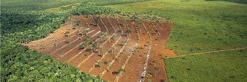 Bonne nouvelle : la déforestation en Amazonie recule