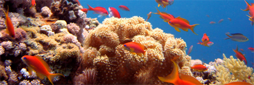 Réchauffement climatique : du courant électrique pour sauver les coraux