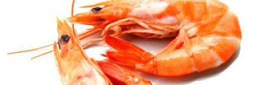 L'élevage des crevettes tropicales, une calamité