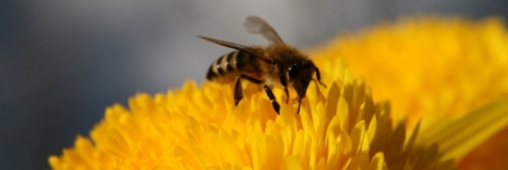 Un pesticide pour expliquer l’effondrement des colonies d’abeilles ?