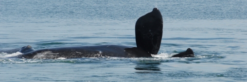 Protégez les baleines avec votre téléphone