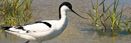 Le festival des oiseaux en Baie de Somme