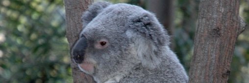 Koala, enfin répertorié comme une espèce vulnérable en Australie