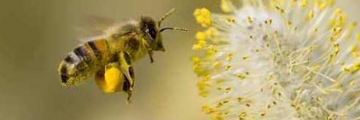 Le parc DéfiPlanet’ ouvre le Chemin des abeilles