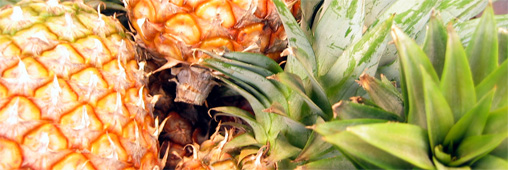 Les ananas sont-ils gangrenés à l’acétylène ?