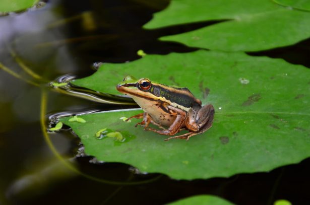 fête de la nature