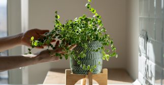 Les plantes qui purifient notre air Les plantes qui purifient notre air