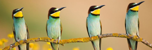 Concours photo du festival de l’oiseau et de la nature : un palmarès de haut vol !