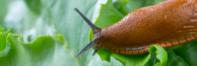 Alerte ! Limaces et escargots envahissent les jardins !