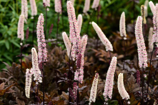 plantes jardin contre les moustiques