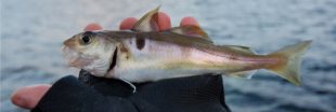 L'églefin ou haddock, poisson à consommer sans menacer les stocks
