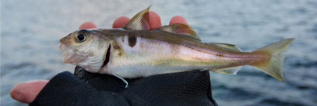L’églefin ou haddock, poisson à consommer sans menacer les stocks
