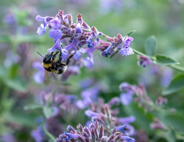 plantes jardin contre les moustiques