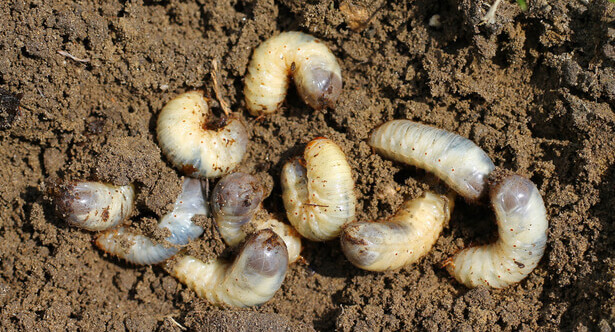 Les vers blancs dans le compost