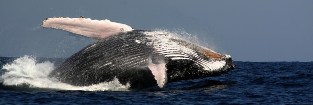 Pas de sanctuaire pour les baleines dans l'Altlantique Sud