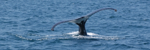 La Corée arrête (enfin) la chasse à la baleine