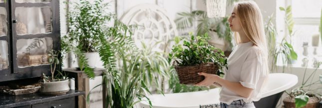 Entretien naturel des plantes d'intérieur en été