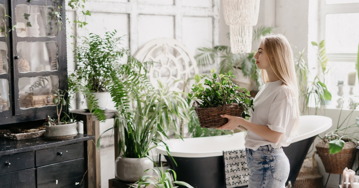 Entretien naturel des plantes d'intérieur en été