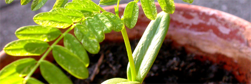 Les plantes poussent mieux sous les caresses !