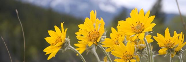 Cet été, apprenez à cueillir les fleurs sauvages de montagne