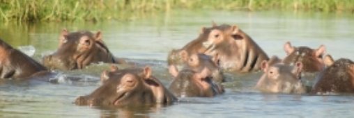 La plus vieille hippopotame du monde nous a quittés